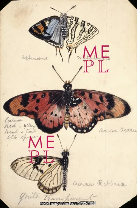 : Butterfly studies : Butterfly studies