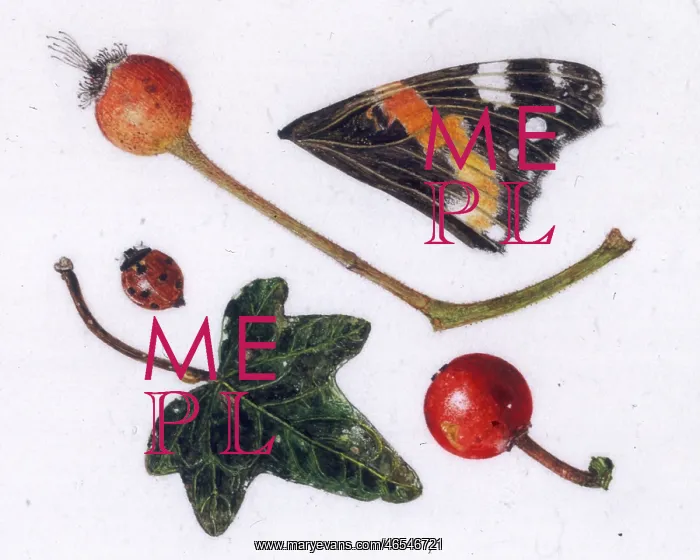 : Butterfly wing, ladybird and other items : Butterfly wing, ladybird and other items