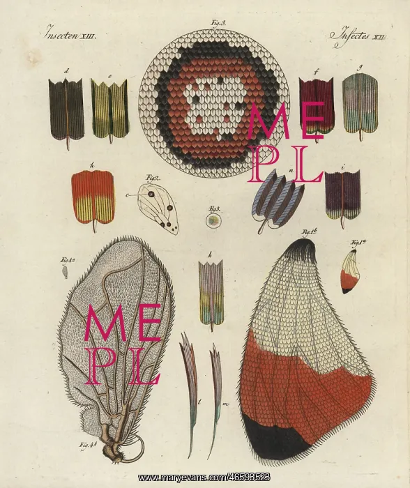 : Butterfly wing, showing structure, skeleton, scales : Butterfly wing, showing structure, skeleton, scales