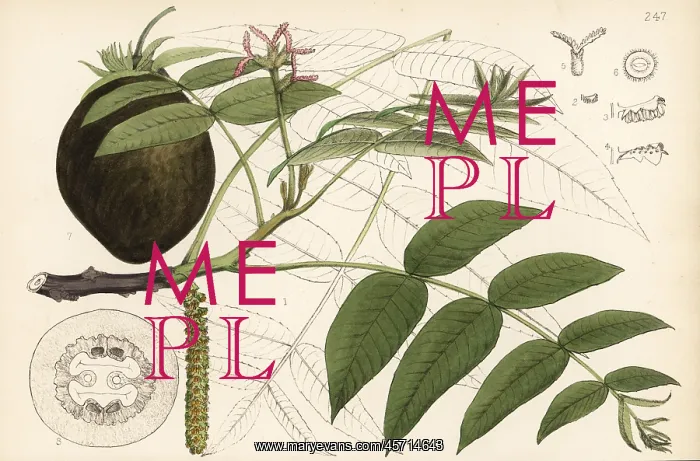 : Butternut, Juglans cinerea : Butternut, Juglans cinerea