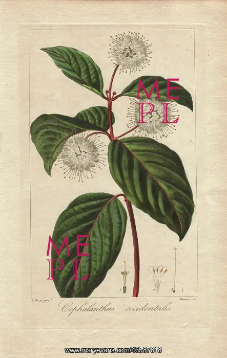 : Buttonbush, Cephalanthus occidentalis : Buttonbush, Cephalanthus occidentalis