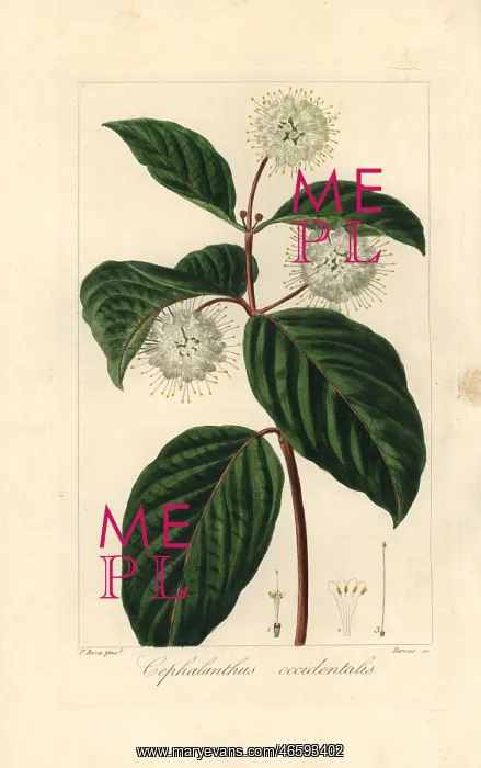 : Buttonbush, Cephalanthus occidentalis, native : Buttonbush, Cephalanthus occidentalis, native