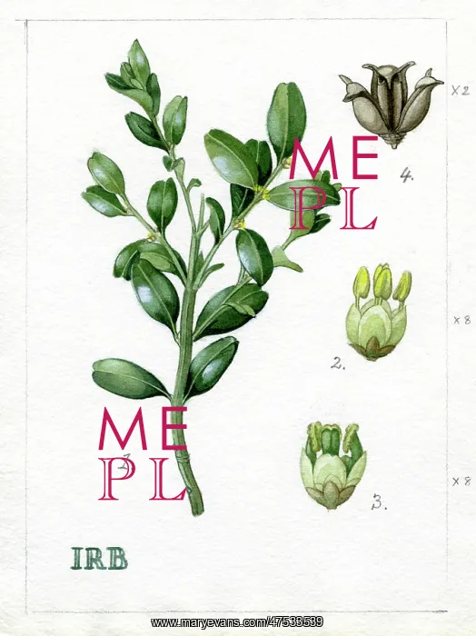 : Buxus sempervirens - common box : Buxus sempervirens - common box