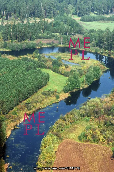 : Buzuluk pine forest, 1984 : Buzuluk pine forest, 1984