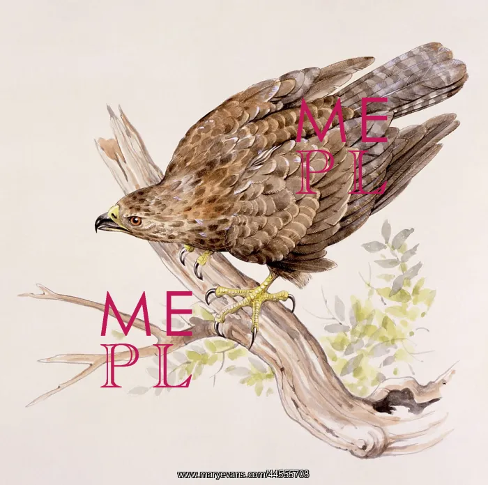 : A Buzzard on a broken branch : A Buzzard on a broken branch