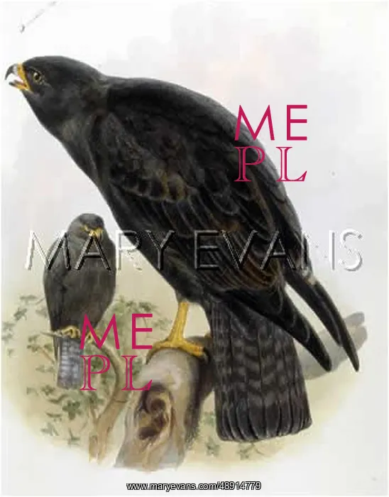 : BUZZARD / FULIGINOSUS : BUZZARD / FULIGINOSUS