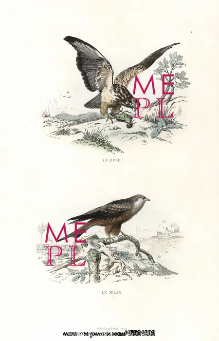 : Buzzard and red kite : Buzzard and red kite