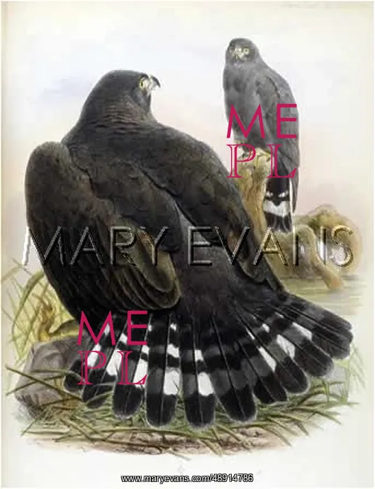 : BUZZARD / ZONOCERCUS : BUZZARD / ZONOCERCUS