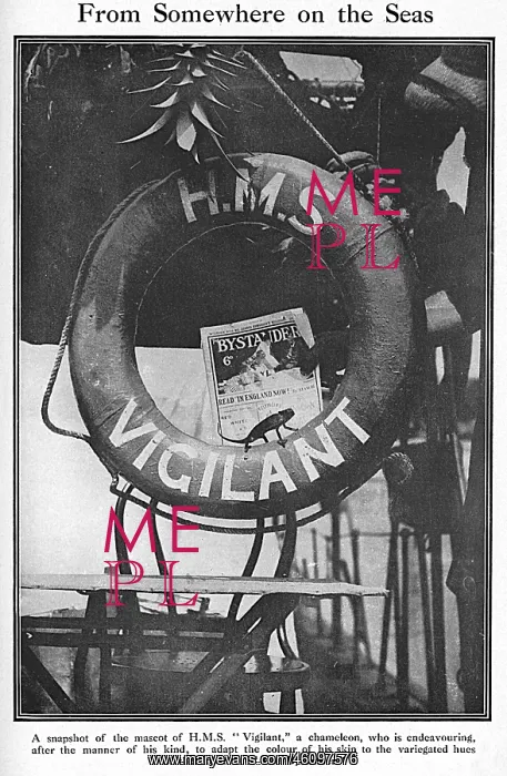 : The Bystander on HMS Vigilant, WW1 : The Bystander on HMS Vigilant, WW1