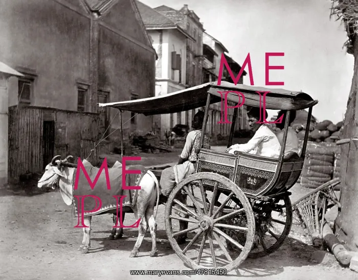  : c. 1870s India - bullock hackney carriage