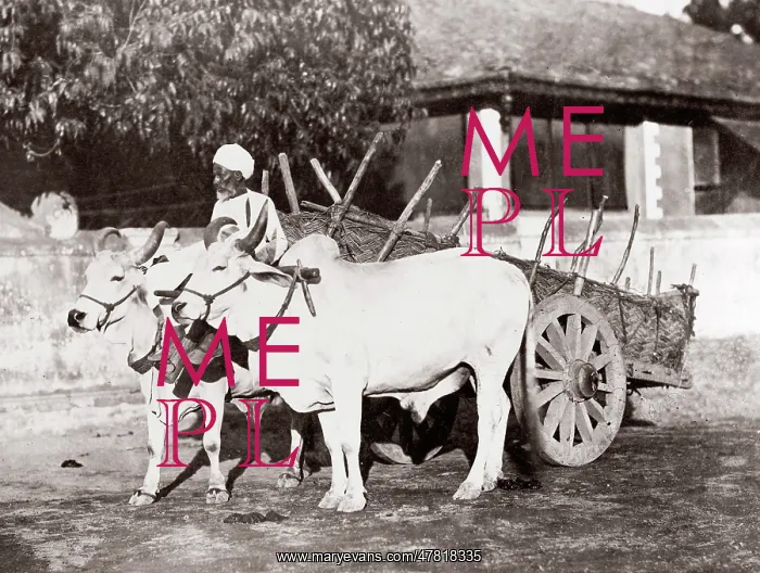 : c. 1880s India - ox or cattle cart : c. 1880s India - ox or cattle cart