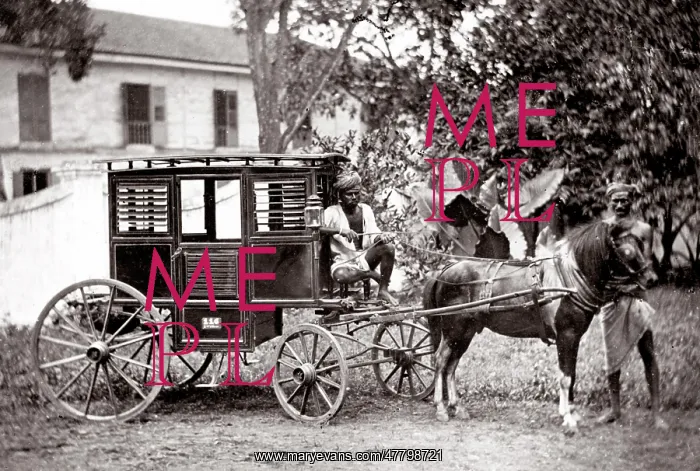 : c. 1880s India - pony hackney carriage with driver : c. 1880s India - pony hackney carriage with driver