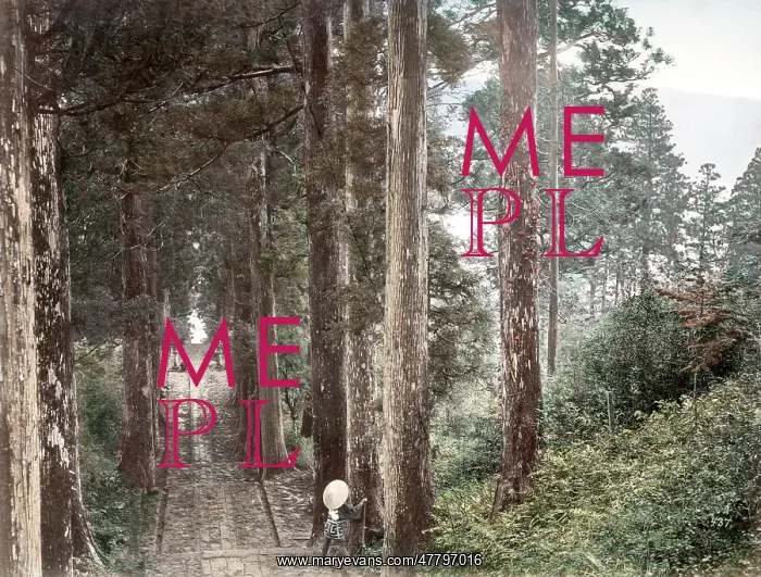  : c. 1880s Japan - avenue of pine tees