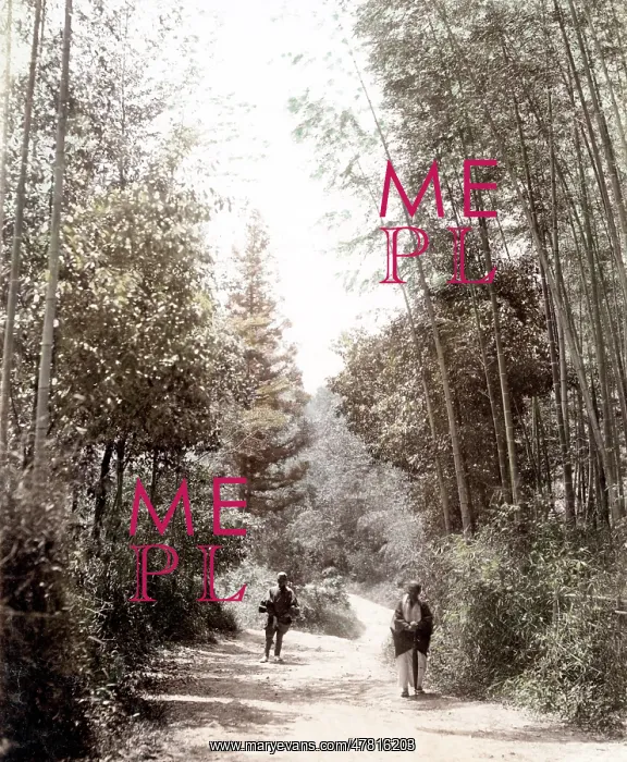 : c. 1880s Japan - view in a bamboo grove