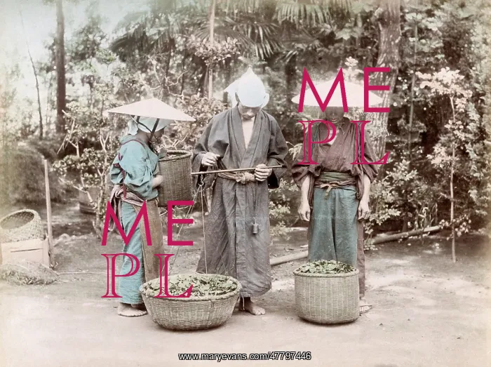  : c. 1880s Japan - weighing tea