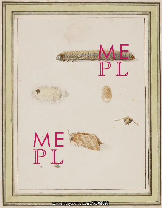 : C Flegel. Illustration by C Flegel