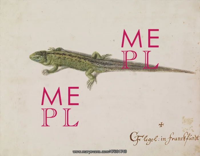  : C Flegel. Illustration by C Flegel