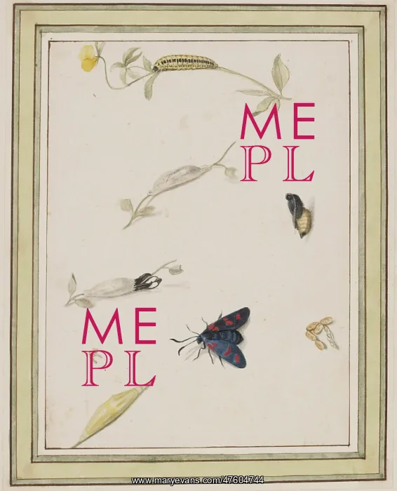  : C Flegel. Illustration by C Flegel