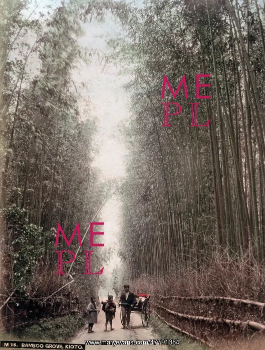  : c.1880s Japan - bamboo grove