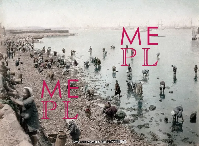 : c.1880's Japan - picking shellfish on the shore : c.1880's Japan - picking shellfish on the shore