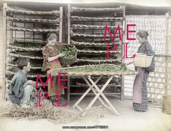  : c.1880s Japan - working with silk worms