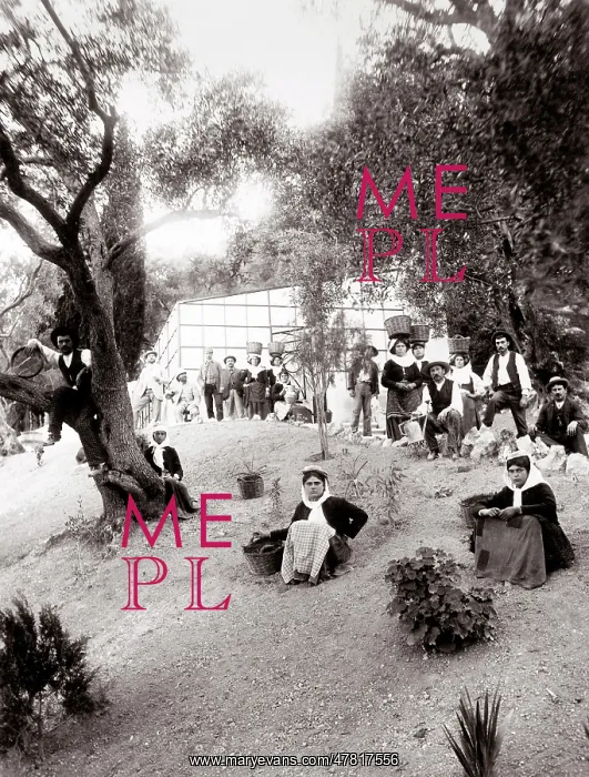 : c.1890s Greece Corfu - workers in an olive grove : c.1890s Greece Corfu - workers in an olive grove