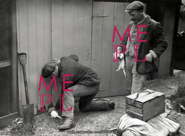 : c.1920's men catching rats with ferrets : c.1920's men catching rats with ferrets