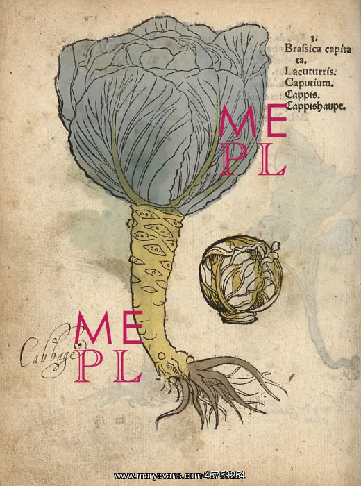 : Cabbage, Brassica oleracea var. capitata : Cabbage, Brassica oleracea var. capitata