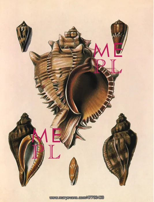  : Cabbage Murex Shell