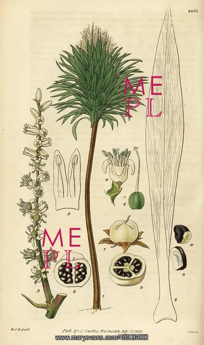 : Cabbage palm, Cordyline australis : Cabbage palm, Cordyline australis