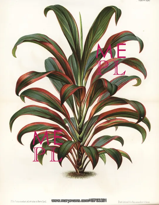 : Cabbage palm, Cordyline fruticosa : Cabbage palm, Cordyline fruticosa
