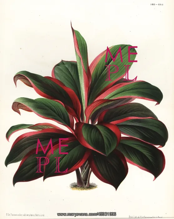 : Cabbage palm tree, Cordyline fruticosa : Cabbage palm tree, Cordyline fruticosa