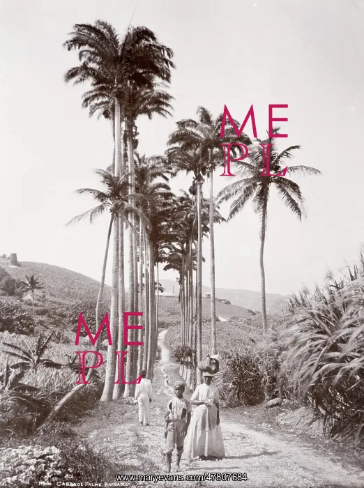 : Cabbage palms, Barbados, West Indies, c.1890's : Cabbage palms, Barbados, West Indies, c.1890's