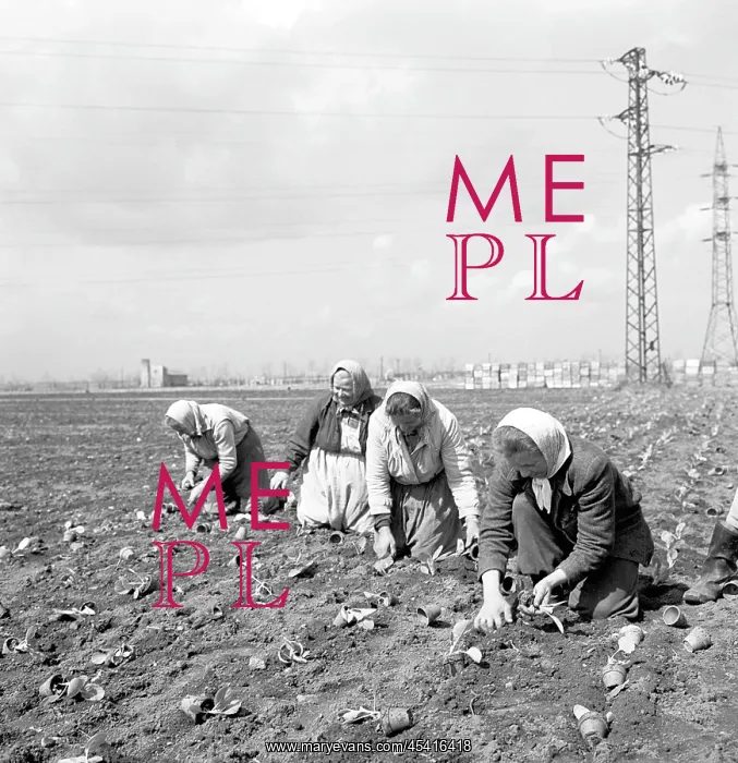 : Cabbage plantation - work on knees - field - slave labor : Cabbage plantation - work on knees - field - slave labor