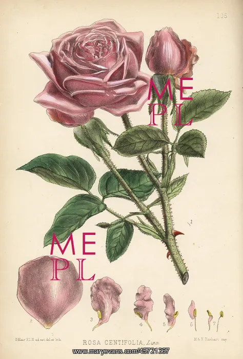 : Cabbage rose or Damask rose, Rosa centifolia : Cabbage rose or Damask rose, Rosa centifolia