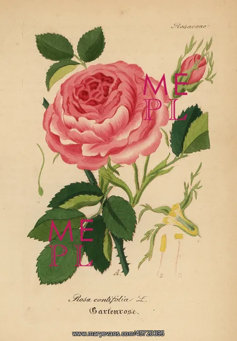 : Cabbage rose, Rosa centifolia : Cabbage rose, Rosa centifolia