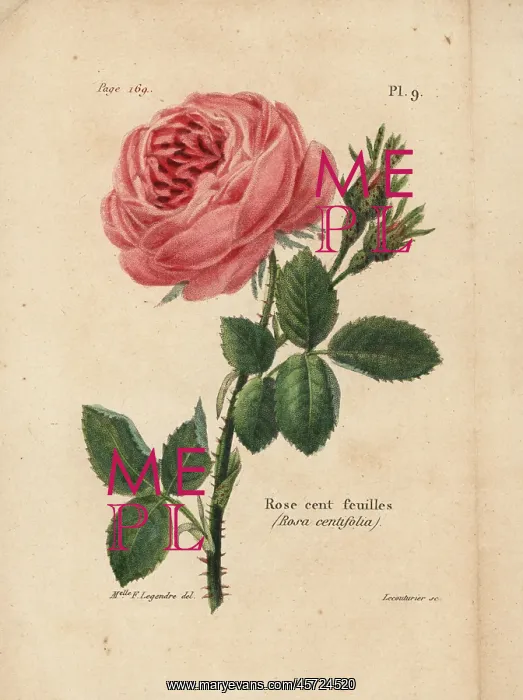 : Cabbage rose, Rosa centifolia : Cabbage rose, Rosa centifolia