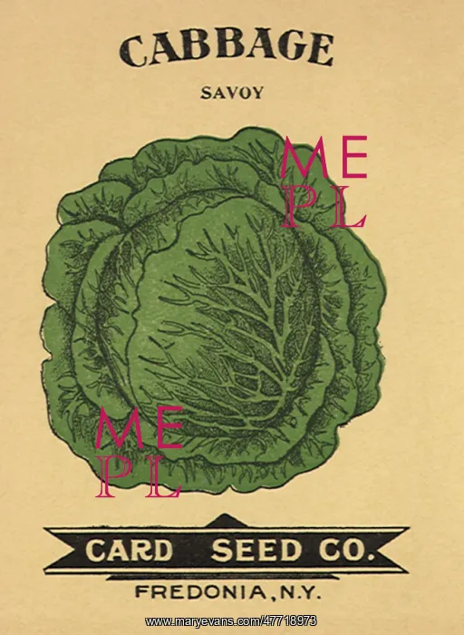  : Cabbage Seed Packet