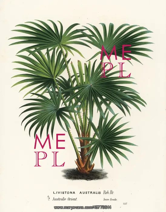 : Cabbage tree palm, Livistona australis : Cabbage tree palm, Livistona australis