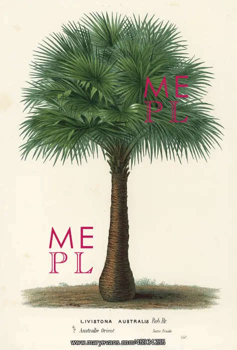 : Cabbage-tree palm, Livistona australis : Cabbage-tree palm, Livistona australis