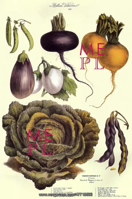  : Cabbage, Turnips, Peas