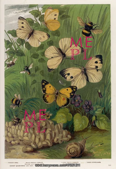 : CABBAGE WHITE BUTTERFLY : CABBAGE WHITE BUTTERFLY