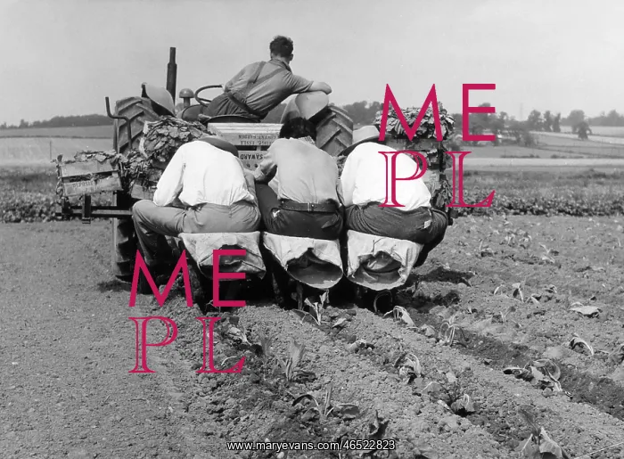  : CABBAGES, ESSEX