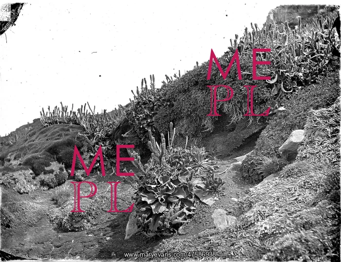 : Cabbages, Kerguelen Island : Cabbages, Kerguelen Island