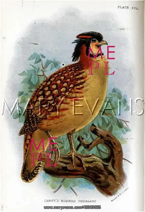 : CABOT'S PHEASANT : CABOT'S PHEASANT