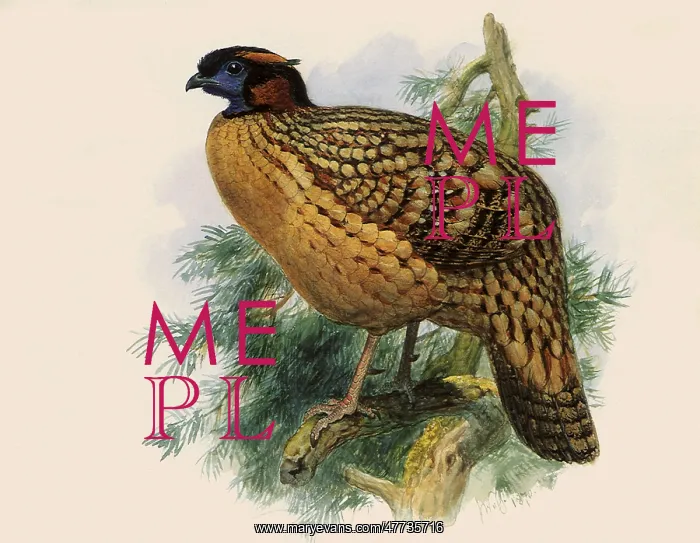 : Cabot's Tragopan, Tragopan caboti : Cabot's Tragopan, Tragopan caboti