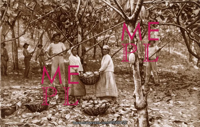 : Cacao (Cocoa) harvesting in Ecuador : Cacao (Cocoa) harvesting in Ecuador