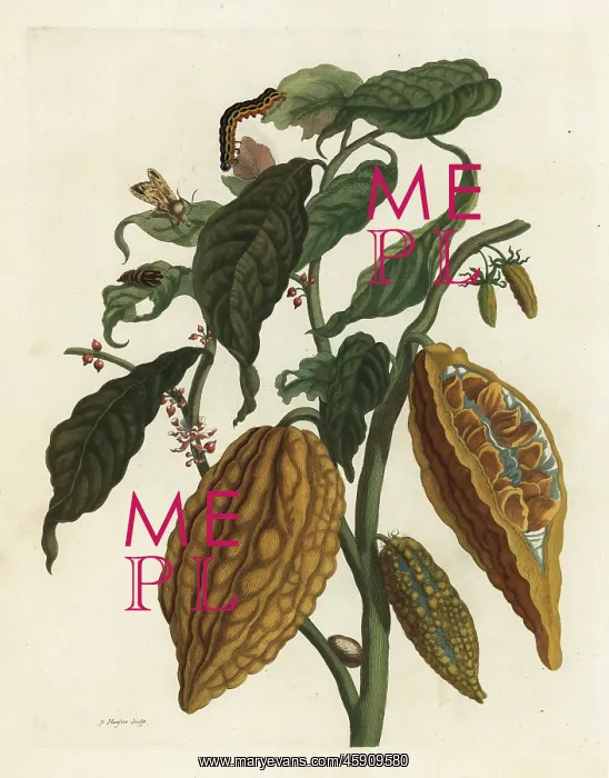 : Cacao or cocoa tree and fruit, Theobroma cacao : Cacao or cocoa tree and fruit, Theobroma cacao