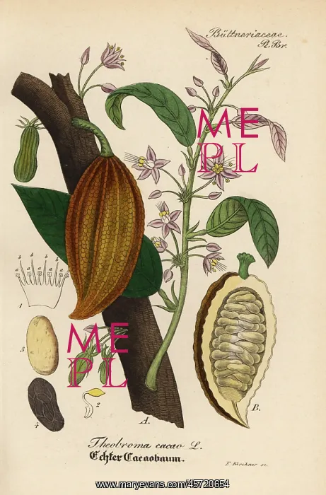 : Cacao or cocoa tree, Theobroma cacao : Cacao or cocoa tree, Theobroma cacao