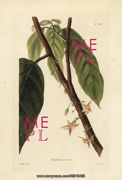: Cacao or cocoa tree, Theobroma cacao : Cacao or cocoa tree, Theobroma cacao